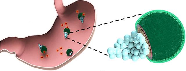 میکروموتورهایی که در معده آنتی بیوتیک آزاد می‌کنند