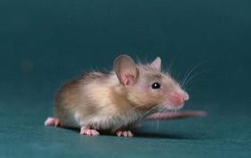 افزایش طول عمر موش‌ها با حذف سلول‌های آسیب‌دیده 