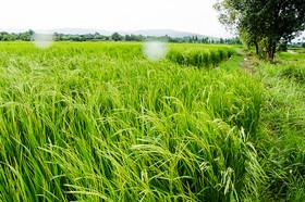 عنصر روی موجب بهبود رشد گیاه برنج می‌شود 