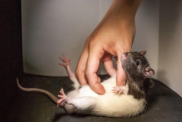 قلقلک دادن موش‌ها برای کشف مرکز بازی در مغز!