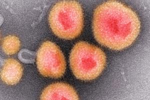 کشف ۳۰ هزار ویروس جدید در دی‌ان‌ای میکروب‌ها