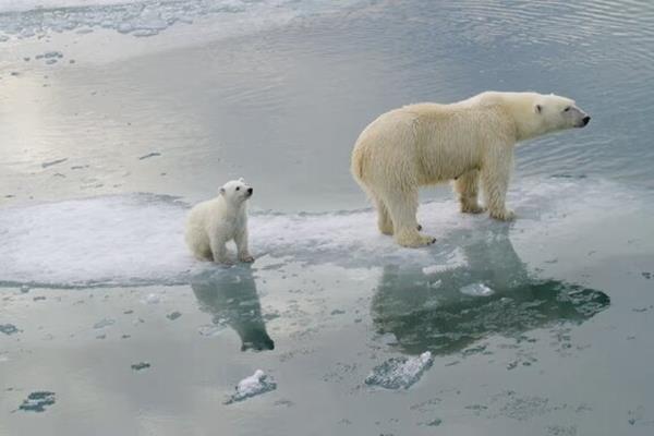 حیات خرس‌های قطبی در معرض خطر است!