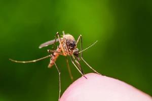 کشف یک پادتن جدید برای پیشگیری از مالاریا