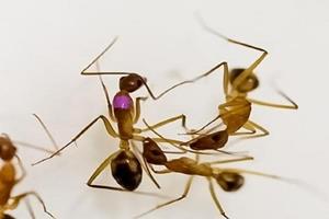 مورچه‌ها نیز جراحی قطع عضو انجام می‌دهند!