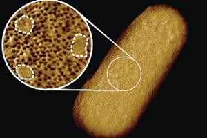 واضح‌ترین تصویر از یک باکتری زنده!