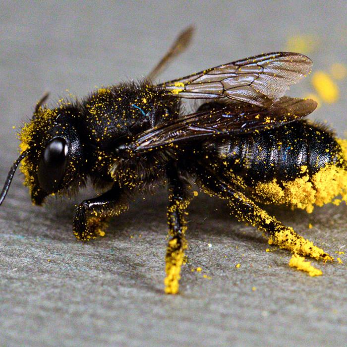 یک چهارم گونه‌های زنبور نایاب شده‌اند