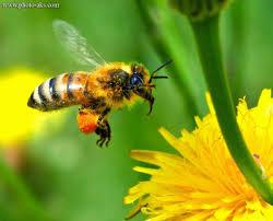 ویروس تغییر شکل بال، تهدیدی برای زنبورهای عسل