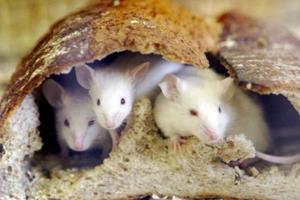 پیدا کردن دکمه توقف رشد در جنین موش‌ها!