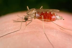 هشدارِ گسترش "سوپر مالاریا" در جهان
