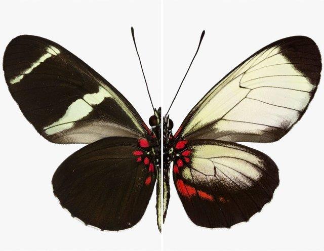 تغییر طرح بال پروانه‌ها با اصلاح ژنتیکی