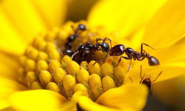  مورچه‌ها آنتی‌بیوتیک تولید می‌کنند