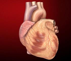 کشف روش جدید بازسازی عضلات قلب 