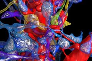شبیه‌سازی مغز موش در یک بدن مجازی برای نخستین بار 