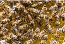 الهام گرفتن ربات‌ها از رقص زنبورها!