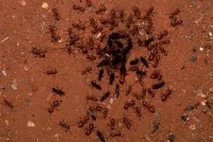  غلبه بر کووید-۱۹ با ارزیابی رفتار مورچه‌ها!