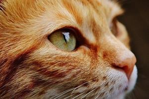  درمان یک بیماری گربه‌ها با کمک ژن درمانی