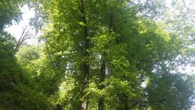 تماشای درختان استرس را کاهش می‌دهد 
