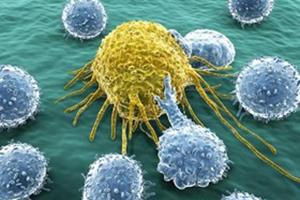 جلوگیری از عوارض جانبی سرطان با کشف جدید سلولهای بنیادی