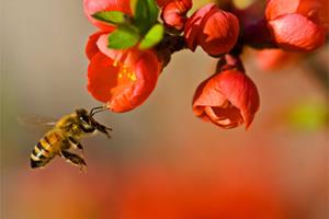 زنبورها از الگوهای گرمایی نامرئی برای انتخاب گل استفاده می‌کنند