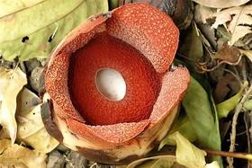 کوچکترین گل غول‌پیکر جهان در فیلیپین کشف شد 