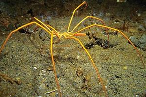 پمپاژ خون و اکسیژن توسط روده‌ها در عنکبوت‌های دریایی