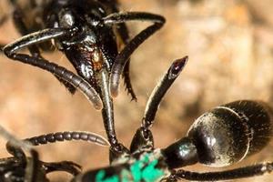  مورچه‌ها زخم را با لیس زدن درمان می‌کنند