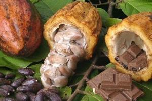  تلاش دانشمندان برای جلوگیری از انقراض شکلات
