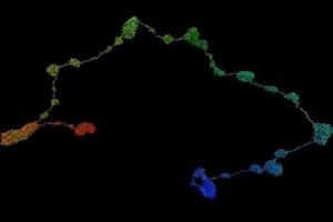 ثبت اولین "رقص کروموزوم" در تاریخ علم