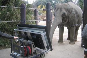 فیلی که قادر به کار با تبلت است 