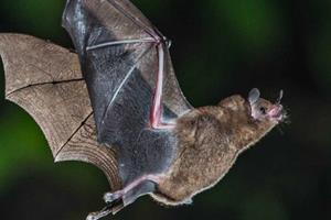  استفاده از فراصوت برای دور نگه داشتن خفاش‌ها از توربین‌های بادی