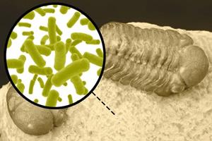 روشی جدید برای درک تکامل باکتری‌ها