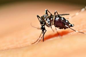 القای حس سیری در پشه‌های ناقل بیماری