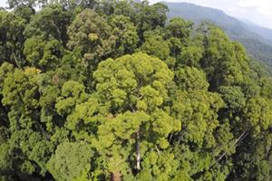  بلندترین درخت گرمسیری جهان با ۱۰۰ متر ارتفاع کشف شد