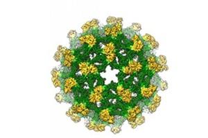 درمان بیماری‌های ویروسی با ارائه یک ساختار ۳بعدی جدید