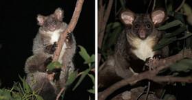 ۲ گونه جدید پستاندار در استرالیا شناسایی شد