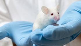 نتایج شگفت‌آور آزمایش یک دارو بر روی آلزایمر موش‌های پیر 
