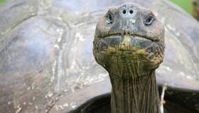 کشف گونه جدید لاک‌پشت غول‌پیکر در گالاپاگوس 