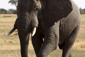 کلید حل معمای درمان سرطان در دست فیل‌ها 