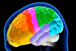 بخشهای مختلف مغز با سرعت‌های متفاوت پیر می‌شوند