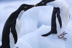 پنگوئن‌ها فقط طعم شور و ترش را می‌فهمند! 