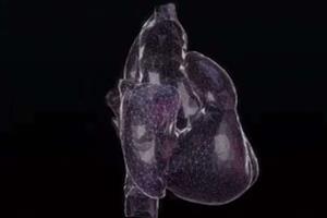 قلب انسان در مدل سه‌بعدی شبیه‌سازی شد 