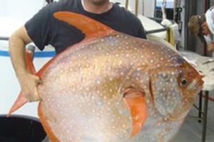 کشف نخستین ماهی خونگرم جهان 