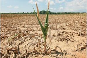 افزایش مقاومت گیاهان در برابر خشکسالی با ابداع یک روش جدید 