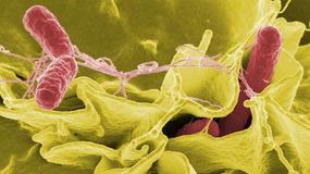 شگرد تازه دانشمندان برای شکستن مقاومت باکتری‌ها در برابر آنتی‌بیوتیک‌ها 