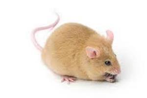 بازسازی سلول‌های قلب در بدن موش 