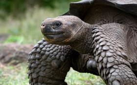 کشف راز عمر طولانی لاک‌پشت "گالاپاگوس"