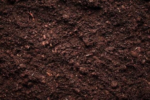  تنوع میکروبی خاک بر توانایی ذخیره کربن آن تاثیر می‌گذارد