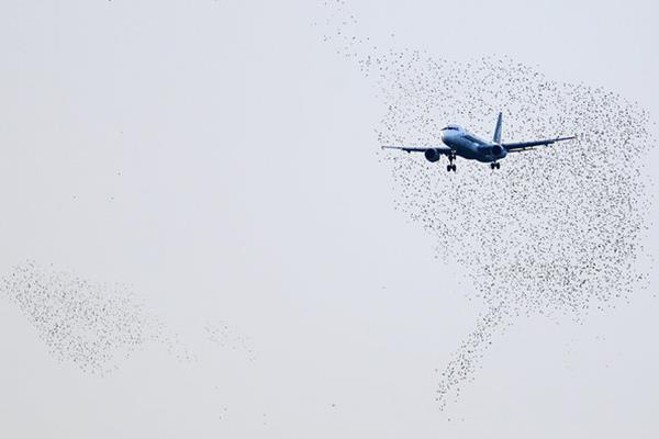 مهار "الگوریتمی" پرندگان برای حفاظت از هواپیماها