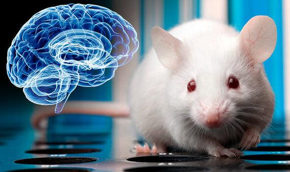  پژوهشگران چینی مغز انسان و موش را به هم متصل کردند