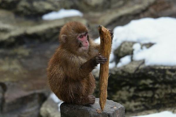 چینی‌ها، میمون‌ها را باهوش‌تر کردند!
